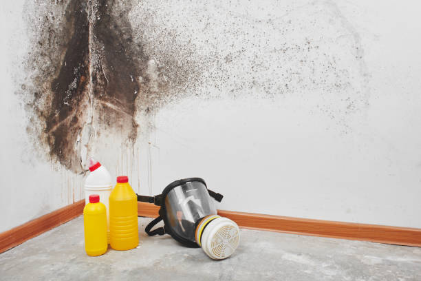 Best Residential Mold Remediation in Iceville, AL