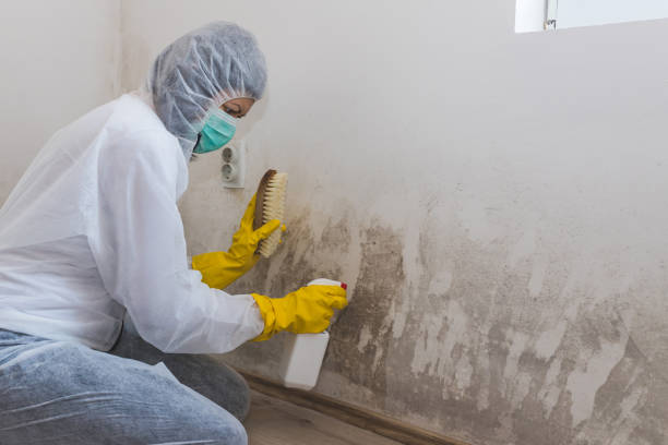 Best Post-Remediation Services in Iceville, AL