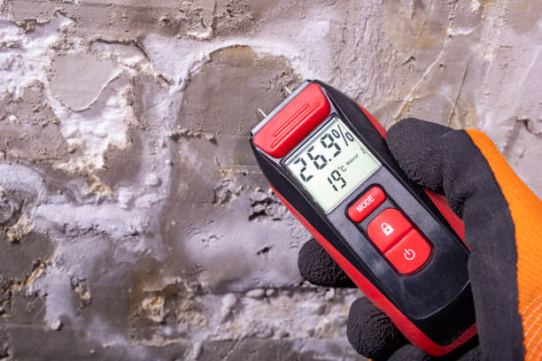 Best Basement Mold Remediation in Iceville, AL