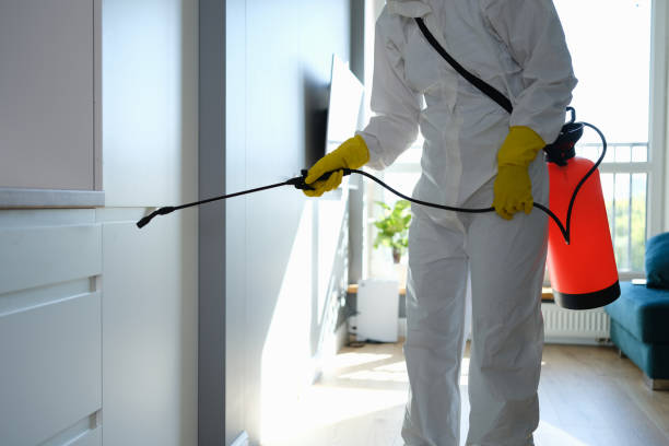 Best Post-Flood Mold Remediation in Iceville, AL