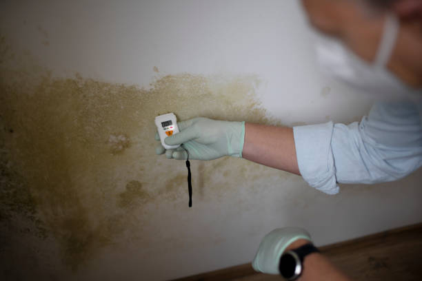 Best Residential Mold Remediation in Iceville, AL